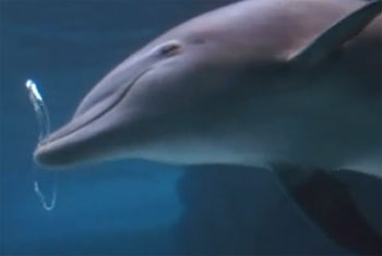 dolphin bubbles video